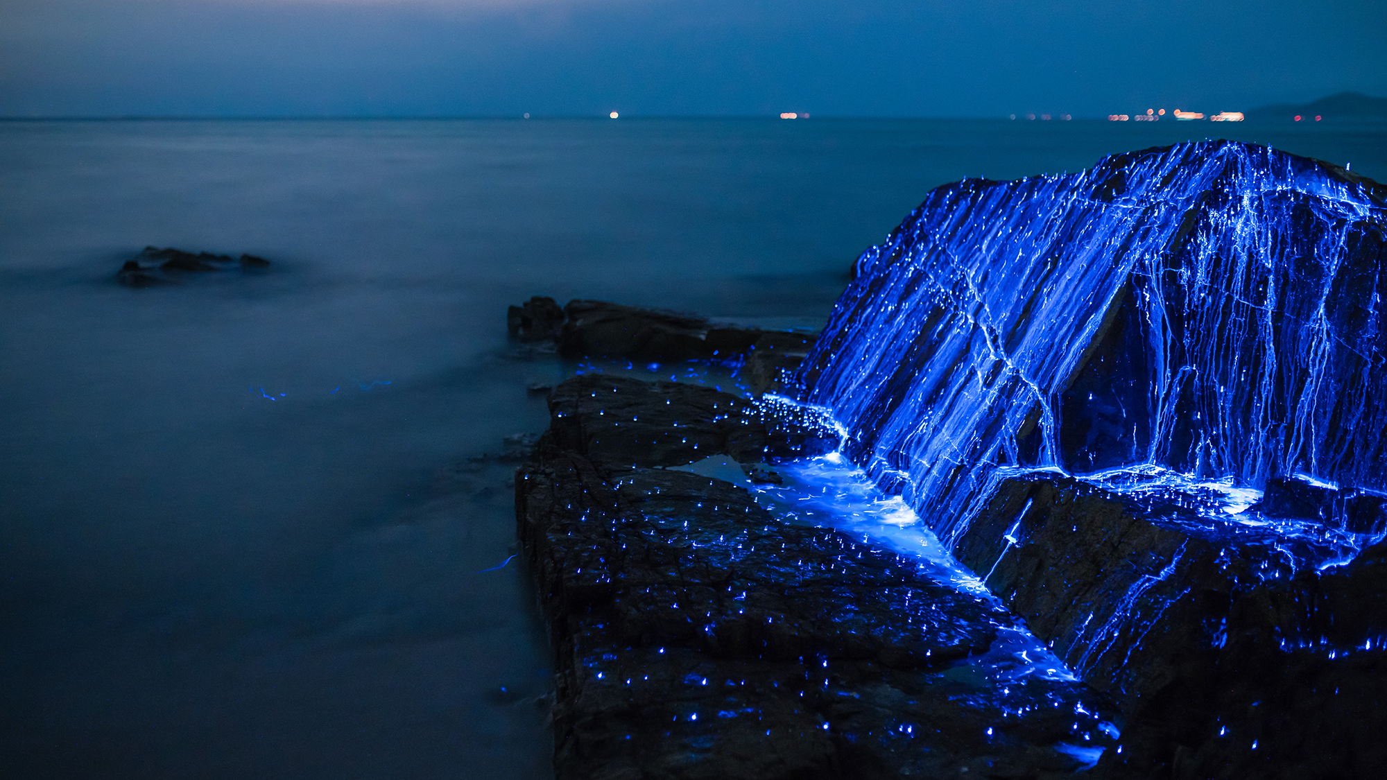 夜の岩場を幻想的な青い光で照らす海ほたると夜光虫