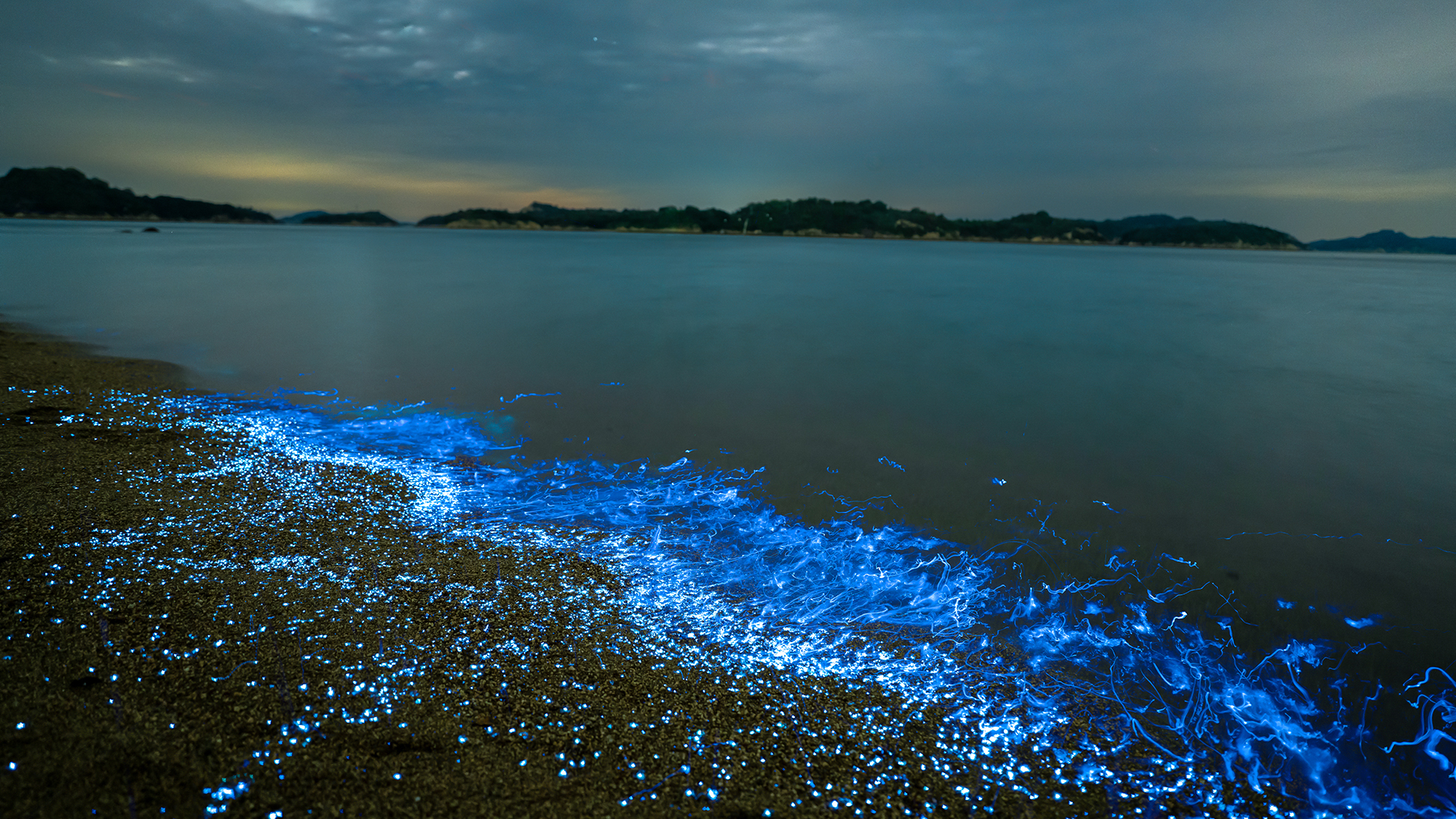 岡山・玉野の海辺で青く輝く海ほたると夜光虫